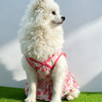 Pet Bikini Swimwear Skirt Set - Image 3